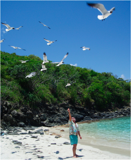 seagulls